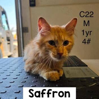 Saffron -  Domestic Medium Hair Cat for Adoption in Buffalo, Minnesota - Saffron | PetCurious