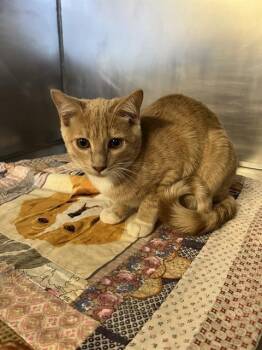 Sunni A061364 -  Domestic Short Hair Cat for Adoption in San Andreas, California - Sunni A061364 | PetCurious