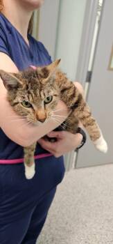 BK -  Domestic Short Hair Cat for Adoption in Athens, Tennessee - BK | PetCurious