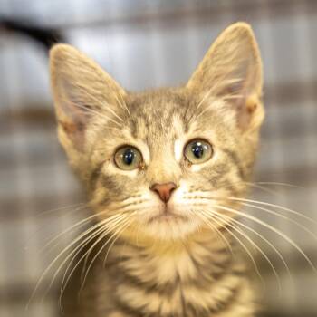 Caelus -  American Shorthair Cat for Adoption in Pawling, New York - Caelus | PetCurious