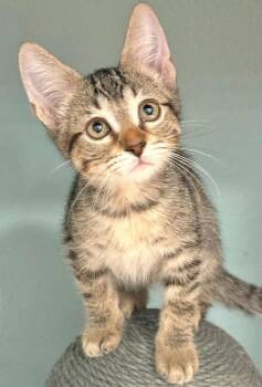 Chance -  Domestic Short Hair Cat for Adoption in Oviedo, Florida - Chance | PetCurious