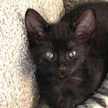 Rescue Domestic Short Hair Cats for Adoption in Hudson, New York - Porcini | PetCurious