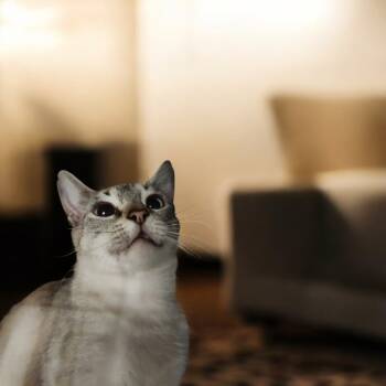 Rescue Siamese and Domestic Short Hair Cats for Adoption in Dallas, Texas - Lily F | PetCurious