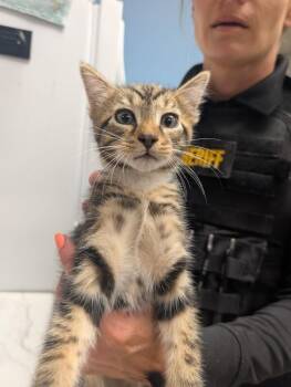 Hulk -  Domestic Short Hair Cat Available for Adoption - Hulk | PetCurious