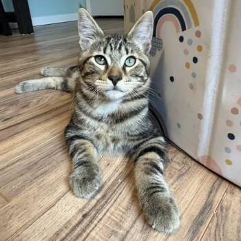 Lucky Charm -  Domestic Short Hair Cat for Adoption in Ferndale, Washington - Lucky Charm | PetCurious