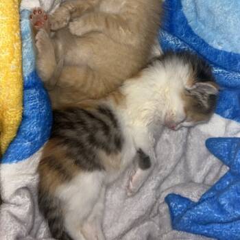 Rescue Domestic Short Hair Cats for Adoption in Monroe, Michigan - Fennel | PetCurious