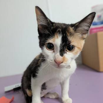 Billie -  Domestic Short Hair Cat for Adoption in Lakewood, Colorado - Billie | PetCurious