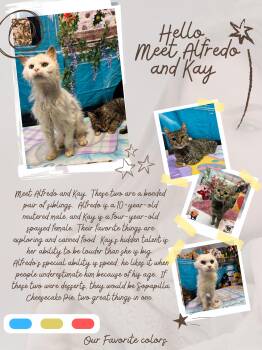Alfredo (Bonded with Kay)  -  Domestic Medium Hair Cat Available for Adoption in Huntington, West Virginia - Alfredo (Bonded With Kay)  | PetCurious