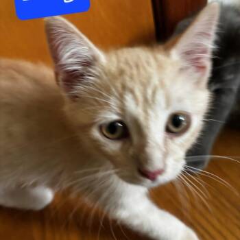 Bryce -  Domestic Short Hair Cat for Adoption in Fairfax Station, Virginia - Bryce | PetCurious