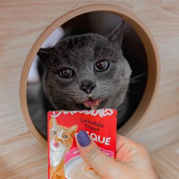 Calvin -  Russian Blue Cat for Adoption in Springboro, Ohio - Calvin | PetCurious