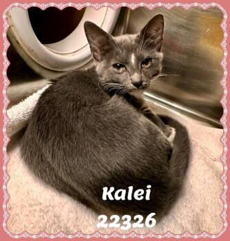KALEI see also KANANI -  Domestic Short Hair and Russian Blue Cat for Adoption in Marietta, Georgia - KALEI See Also KANANI | PetCurious