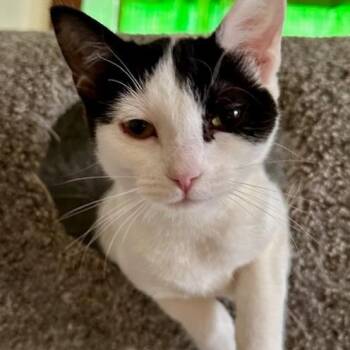 Domestic Short Hair Cats Available for Adoption - Buffy | PetCurious