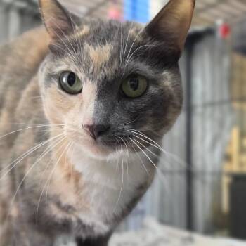 Domestic Short Hair Cats Available for Adoption in Chino Hills, California - Tic Tac - City Of Industry Location | PetCurious