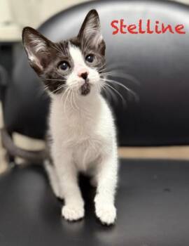 Domestic Short Hair Cats Available for Adoption in Pawleys Island, South Carolina - Stelline | PetCurious