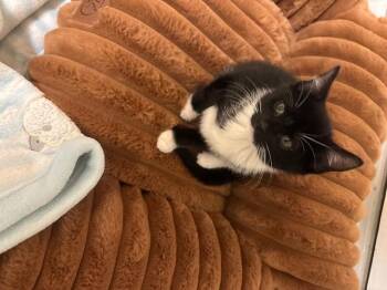 Rescue Domestic Medium Hair Cats for Adoption in Rochester, Massachusetts - Acorn | PetCurious
