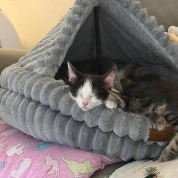 Cookies and Cream Storesund -  Domestic Short Hair Cat for Adoption in Eagle Mountain, Utah - Cookies And Cream Storesund | PetCurious