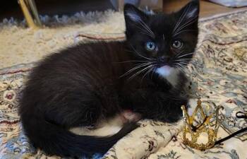 VECNA -  Domestic Short Hair Cat for Adoption in Ames, Iowa - VECNA | PetCurious