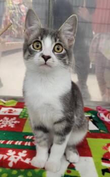 Rescue Domestic Short Hair and Tabby Cats for Adoption in Millville, Utah - Marco | PetCurious