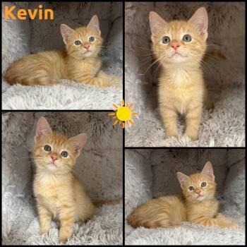 Kevin -  Domestic Short Hair Cat Available for Adoption in Windy Hills, Kentucky - Kevin | PetCurious