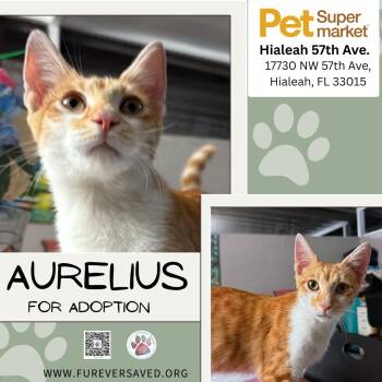 Aurelius -  Domestic Short Hair Cat for Adoption in Miami, Florida - Aurelius | PetCurious