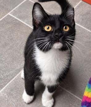 Athena -  Domestic Short Hair Cat for Adoption in Omaha, Nebraska - Athena | PetCurious