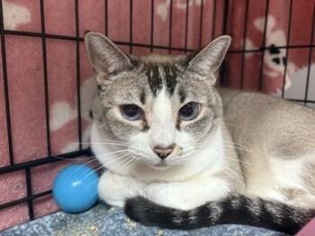 Rescue Siamese and Domestic Short Hair Cats for Adoption in Lebec, California - Dumpling | PetCurious