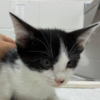 Apollo -  Domestic Short Hair Cat for Adoption in Corpus Christi, Texas - Apollo | PetCurious
