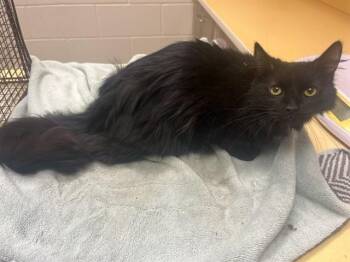 Domestic Long Hair Cats Available for Adoption in Colorado Springs, Colorado - ENGINE BAY | PetCurious