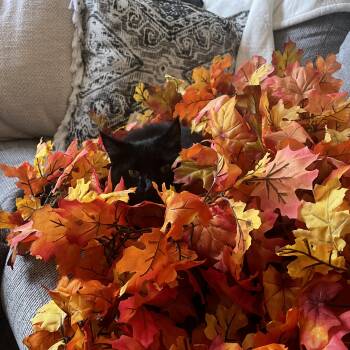Schwaz -  Domestic Long Hair and Maine Coon Cat for Adoption in Ripon, California - Schwaz | PetCurious