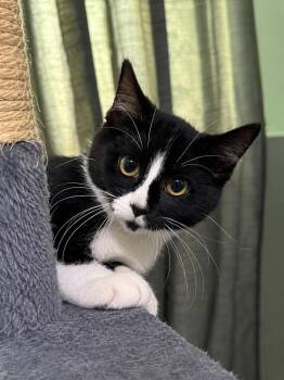 Bubba -  Domestic Short Hair Cat for Adoption in Sioux Falls, South Dakota - Bubba | PetCurious