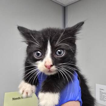 Acorn -  Domestic Short Hair Cat for Adoption in Concord, North Carolina - Acorn | PetCurious