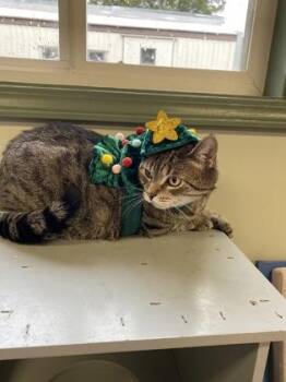 $00 Kinder -  Domestic Short Hair Cat for Adoption in Picayune, Mississippi - $00 Kinder | PetCurious
