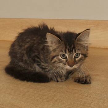Spike C71402 -  Domestic Medium Hair Cat for Adoption in Minnetonka, Minnesota - Spike C71402 | PetCurious