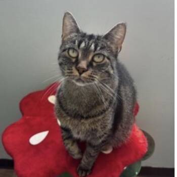 Amaretta - at PetSmart Madison East -  Domestic Short Hair Cat for Adoption in Madison, Wisconsin - Amaretta - At PetSmart Madison East | PetCurious