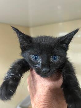 Domestic Short Hair Cats Available for Adoption in Gautier, Mississippi - Willow | PetCurious