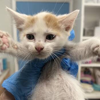 R4 Porcini Roswell -  Domestic Short Hair Cat for Adoption in Denver, Colorado - R4 Porcini Roswell | PetCurious