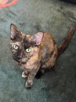 Petunia -  American Shorthair Cat for Adoption in New York, New York - Petunia | PetCurious