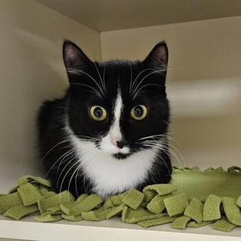 Domestic Short Hair Cats Available for Adoption - Trinity | PetCurious
