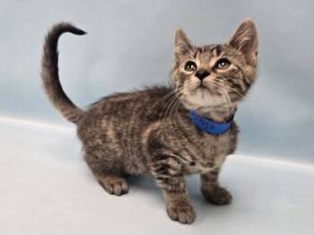 August -  Domestic Short Hair Cat for Adoption in Minneapolis, Minnesota - August | PetCurious