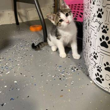 Basil -  Domestic Short Hair Cat for Adoption in Seven Valleys, Pennsylvania - Basil | PetCurious