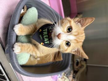 Candy Corn -  Domestic Short Hair and Tabby Cat for Adoption in Greensboro, North Carolina - Candy Corn | PetCurious