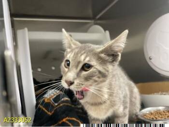 Domestic Short Hair Cats Available for Adoption in West Palm Beach, Florida - SLINKY | PetCurious