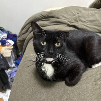 Rescue Domestic Short Hair Cats for Adoption - Ruben | PetCurious