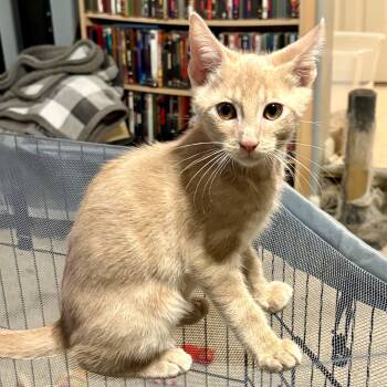 Rescue Tabby and Domestic Short Hair Cats for Adoption in Knoxville, Tennessee - Cooper | PetCurious