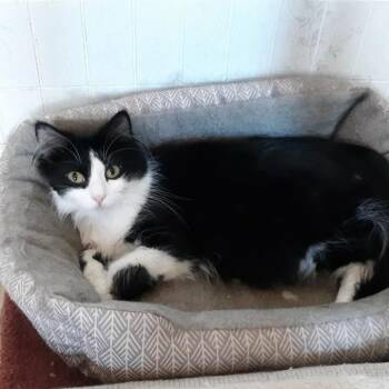 Domestic Long Hair Cats Available for Adoption in Lyle, Minnesota - Ebony | PetCurious