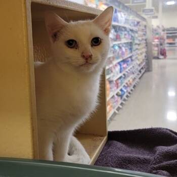 Rescue Domestic Short Hair Cats for Adoption in Rochester, Minnesota - Burgeanna | PetCurious