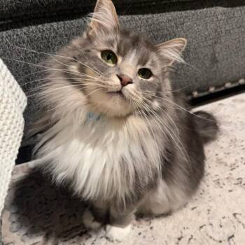 Rescue Domestic Long Hair Cats for Adoption in Las Vegas, Nevada - Tokii | PetCurious