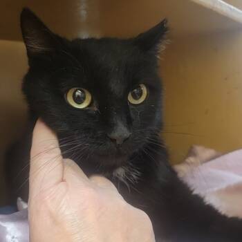 Rescue Domestic Short Hair Cats for Adoption in Rochester, Minnesota - Gracie Pinewood | PetCurious