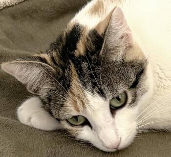 Domestic Short Hair Cats Available for Adoption in Ventura, California - Callie | PetCurious