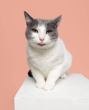Minny -  Domestic Short Hair Cat Available for Adoption in Wilmington, North Carolina - Minny | PetCurious
